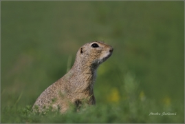 <p>SYSEL OBECNÝ (Spermophilus citellus) ---- /European ground squirrel - Europäischer Ziesel/</p>